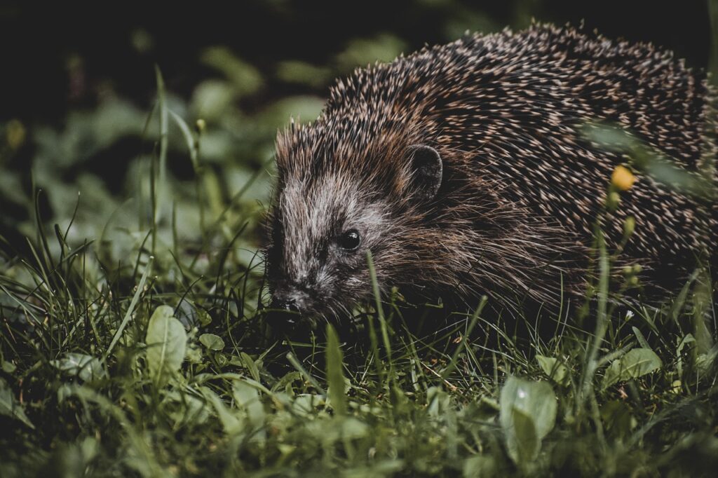 乳児の脂漏性湿疹に効果的なシャンプーはどれですか？